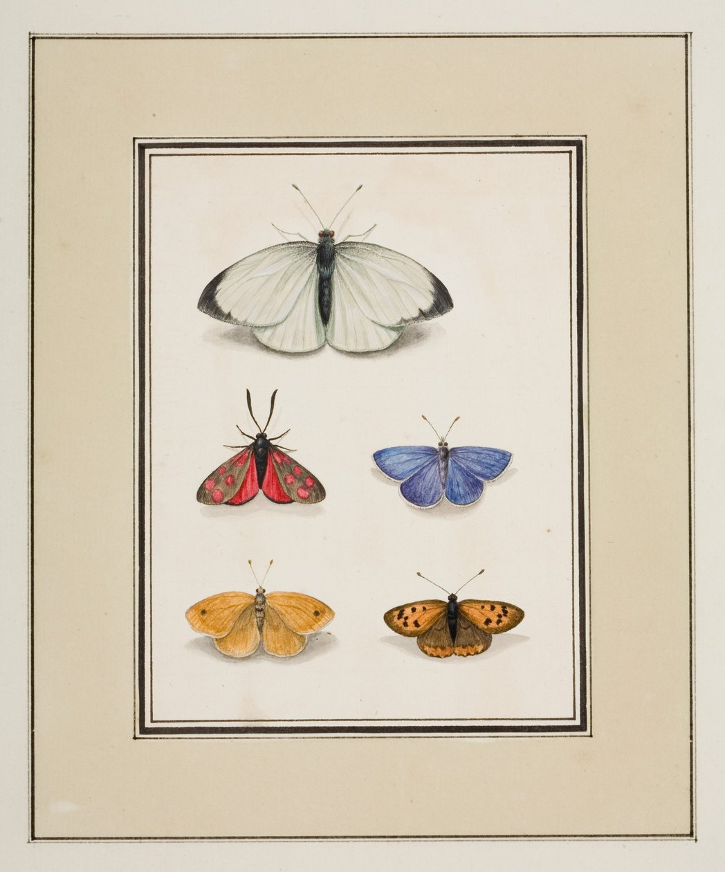 Motyle, ok. 1755-65 (akwarela na papierze) autorstwa Pierre Francois Ledoulx