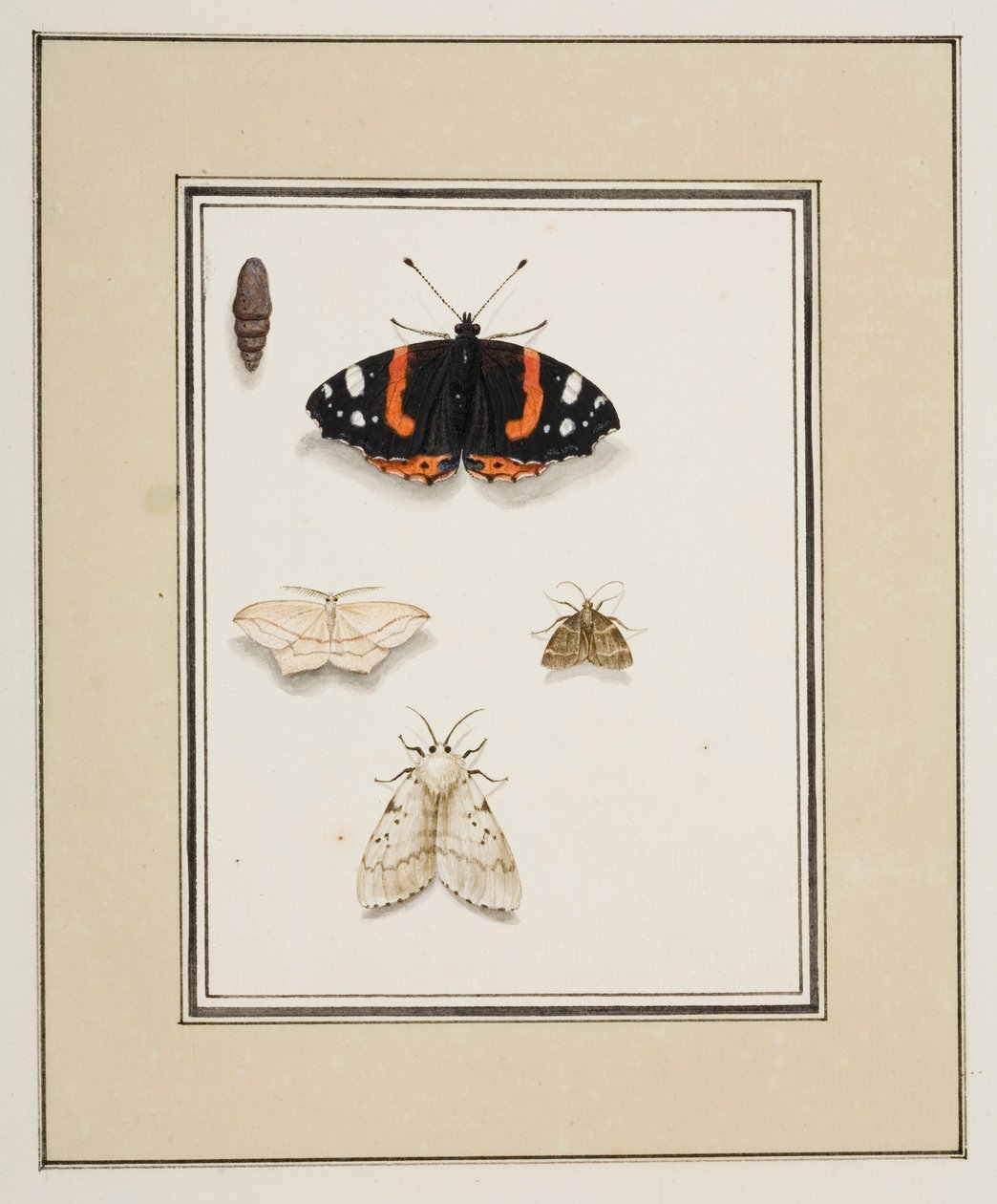 Motyle, ok. 1755-65 (akwarela na papierze) autorstwa Pierre Francois Ledoulx