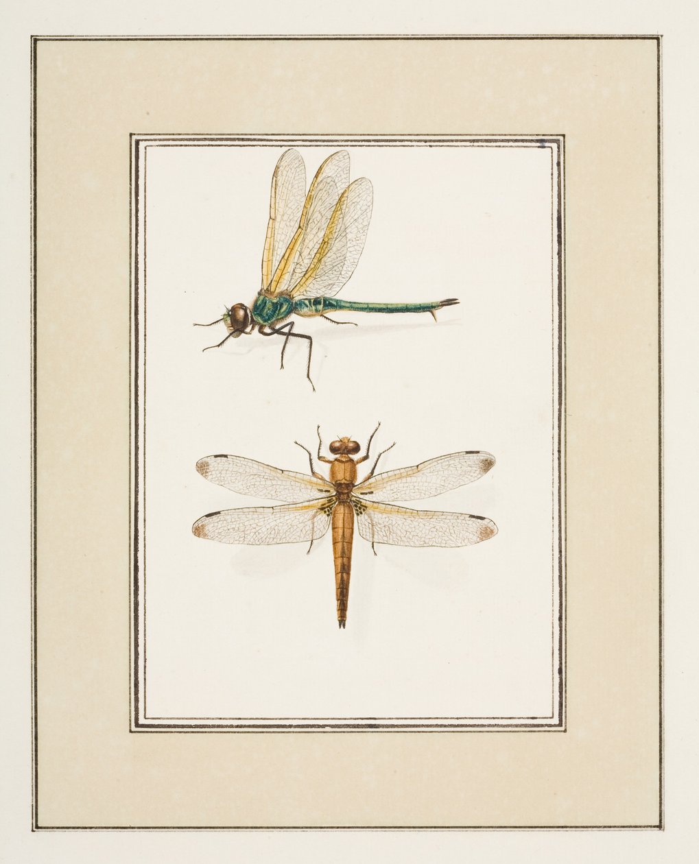 Ważki, ok. 1755-65 (akwarela na papierze) autorstwa Pierre Francois Ledoulx