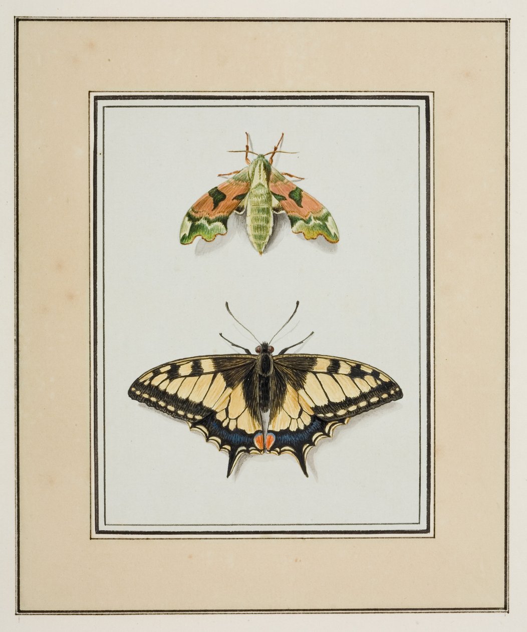Władca Ciem i paziowaty motyl ze Starego Świata, ok. 1755-65 (akwarela na papierze) autorstwa Pierre Francois Ledoulx