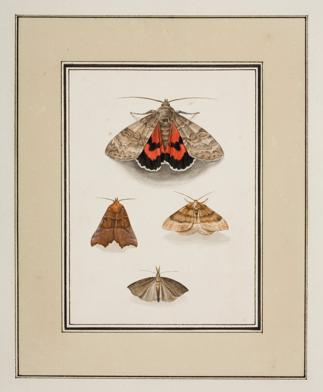 Ćmy, ok. 1755-65 (akwarela na papierze) autorstwa Pierre Francois Ledoulx