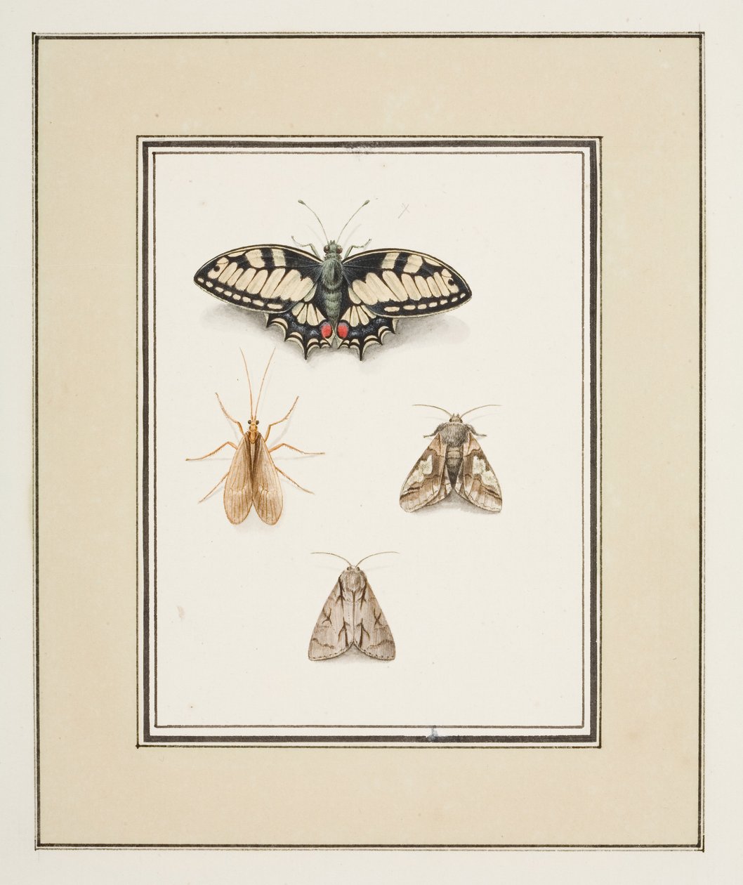 Borboleta rabo de andorinha, mayfly e duas mariposas, c.1755-65 (aquarela sobre papel)polonês autorstwa Pierre Francois Ledoulx