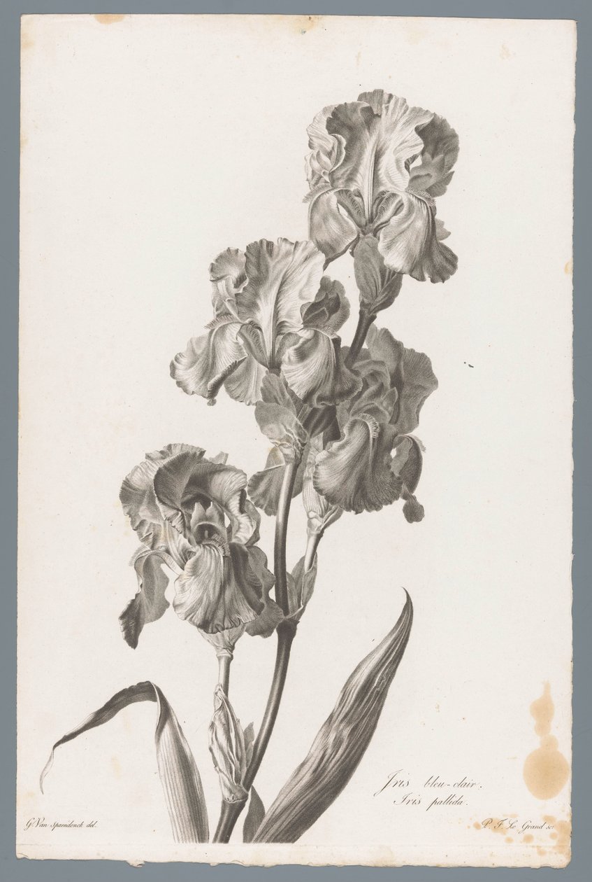 Irys dalmatyński Jasnoniebieska tęczówka / Iris pallida (tytuł na obiekcie) Kwiaty zaczerpnięte z natury (...) (tytuł serii) autorstwa Pierre François Legrand