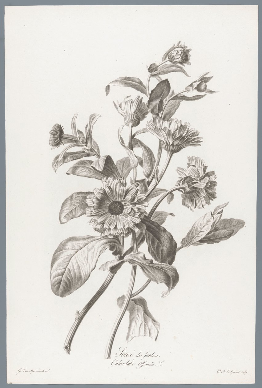 Goudsbloem Marigold / Calendula Officinalis L. (tytuł na obiekcie) Kwiaty zaczerpnięte z natury (...) (tytuł serii) autorstwa Pierre François Legrand