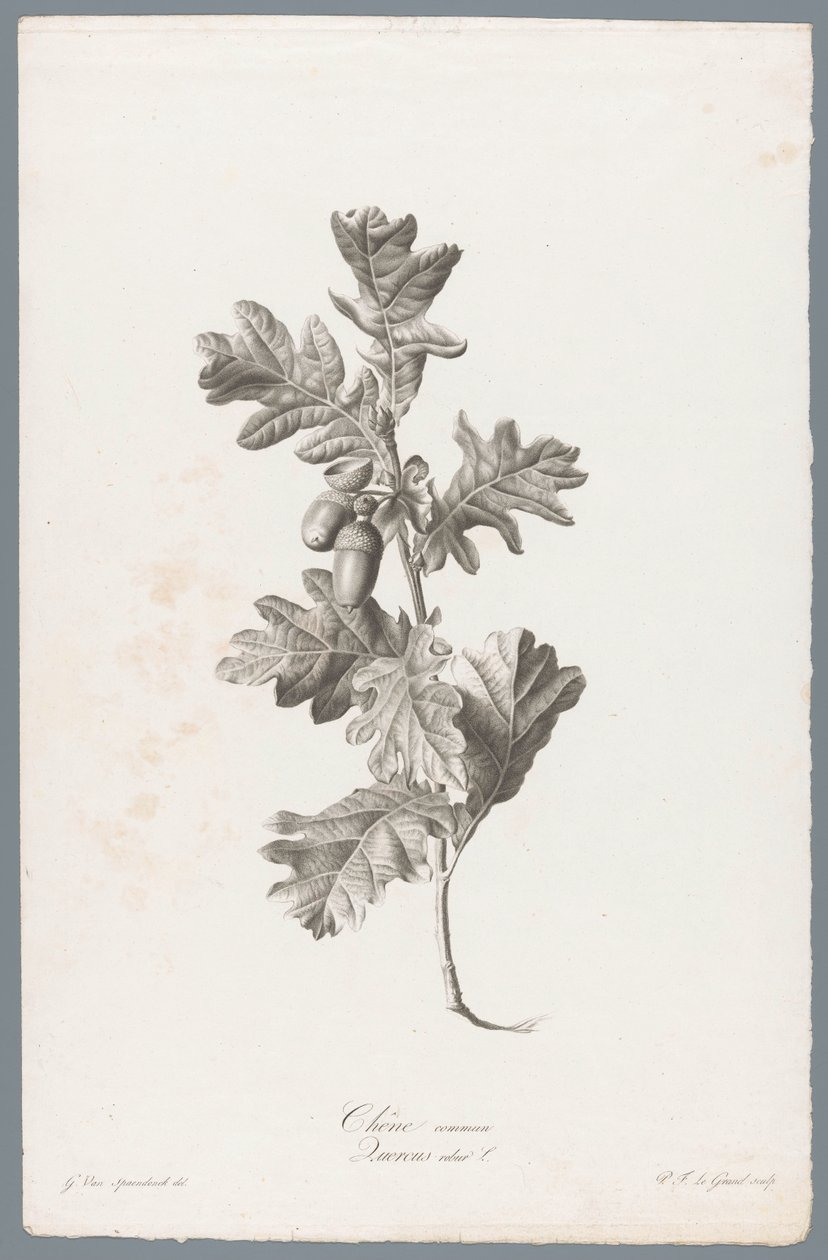Zomerik Dąb szypułkowy / Quercus robur L. (tytuł na obiekcie) Kwiaty zaczerpnięte z natury (...) (tytuł serii) autorstwa Pierre François Legrand