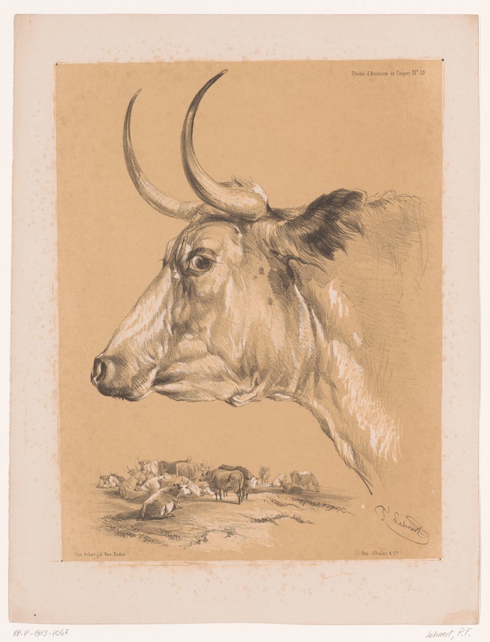Badanie bydła Cooper