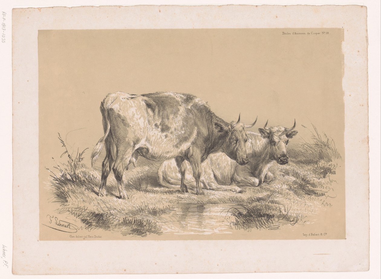 Badanie dwóch krów Cooper