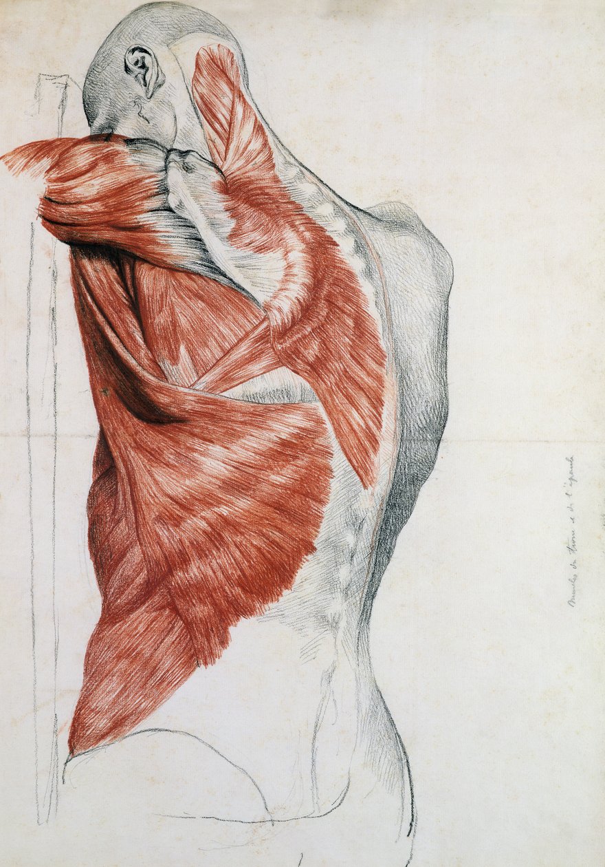 Anatomia człowieka; Mięśnie tułowia i barku (ołówek i czerwona kreda na papierze) autorstwa Pierre Jean David d