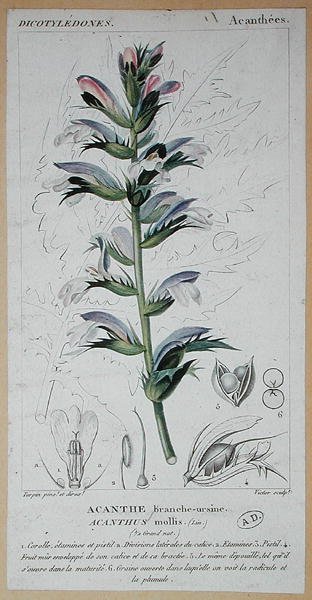 Acanthus Mollis, ok.1820 (kolorowy grawerunek) autorstwa Pierre Jean Francois (after) Turpin