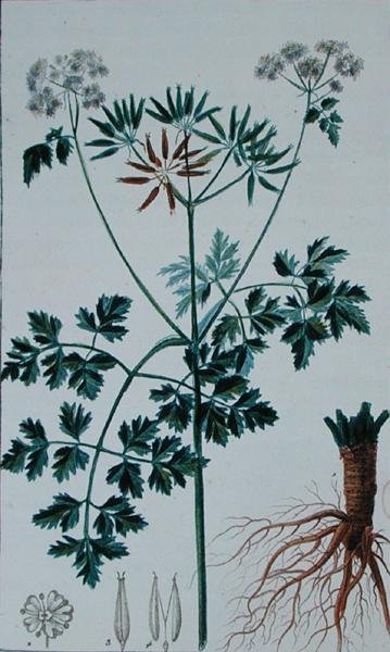 Tabliczka botaniczna przedstawiająca trybulę, z „Flore du Dictionnaire des sciences medicales” Francois Pierre Chaumeton (1775-1819), opublikowana w latach 1813-1820 (rycina kolorowa) autorstwa Pierre Jean Francois (after) Turpin