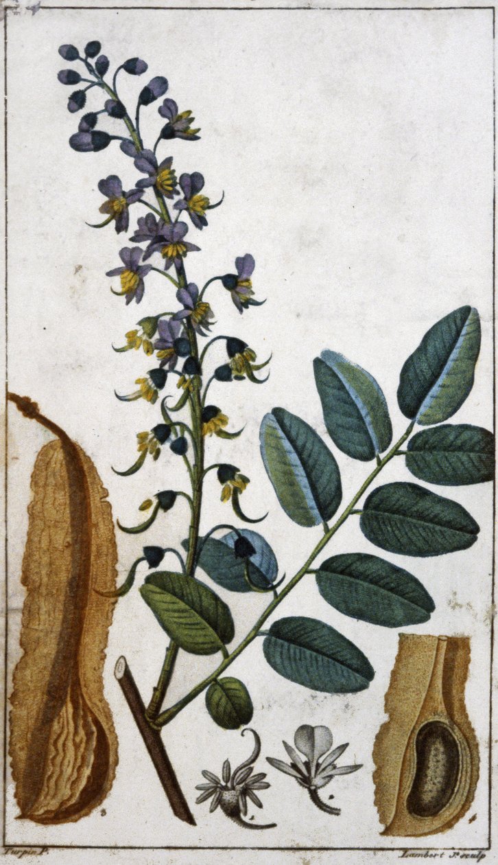 Balsam peruwiański autorstwa Pierre Jean Francois (after) Turpin