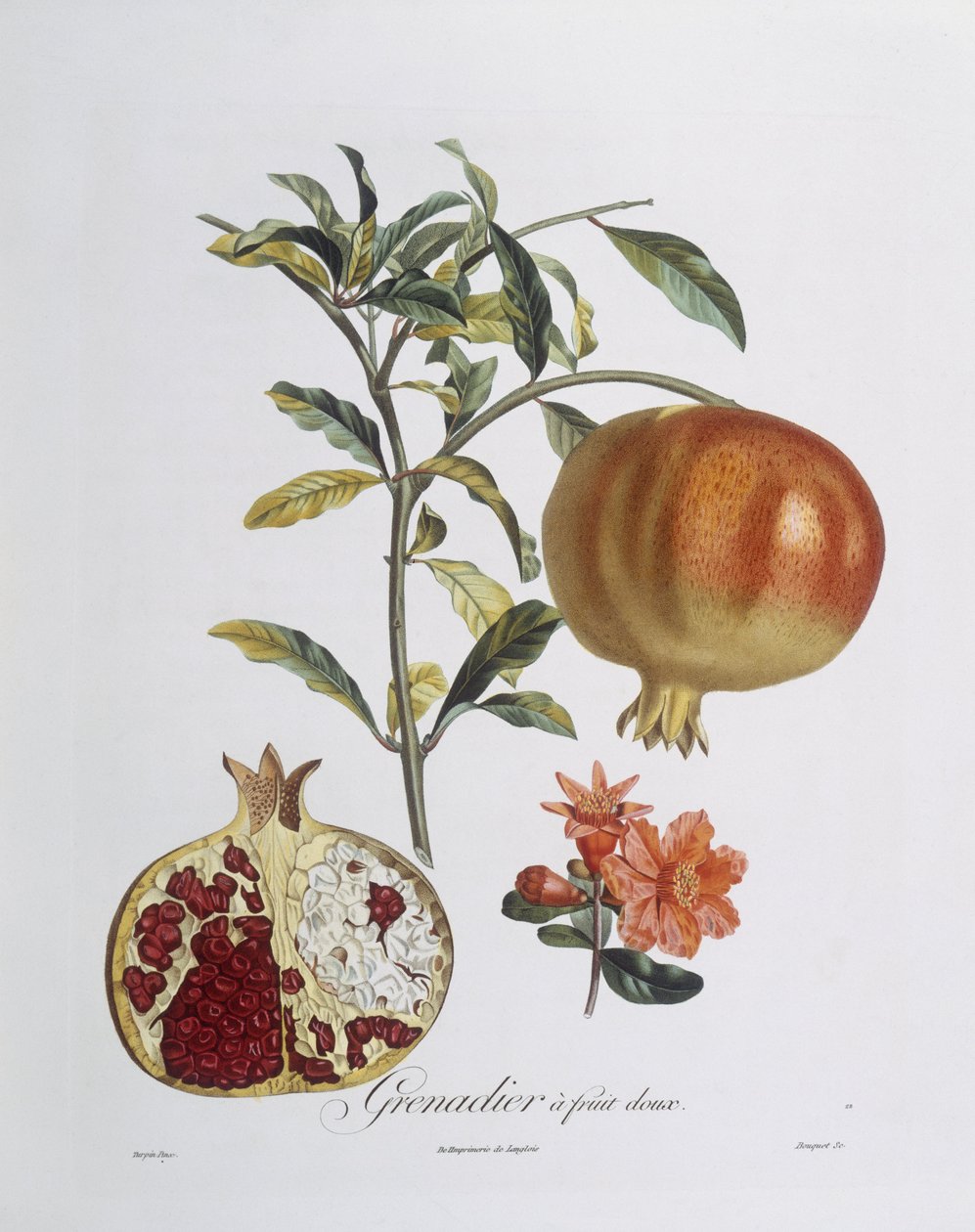 Granat (Punica granatum) grawerowany przez Henry