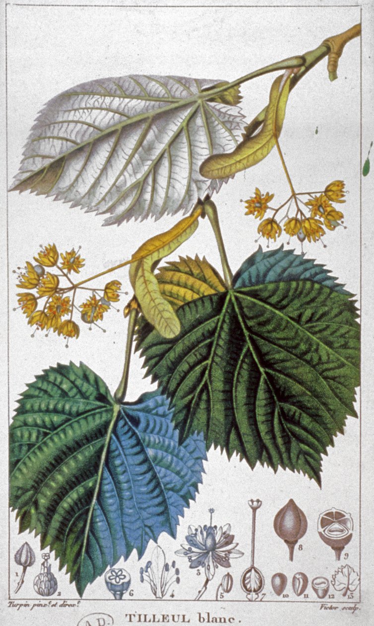 Lipa biała, ok. 1850 r. (ryc.) autorstwa Pierre Jean Francois (after) Turpin