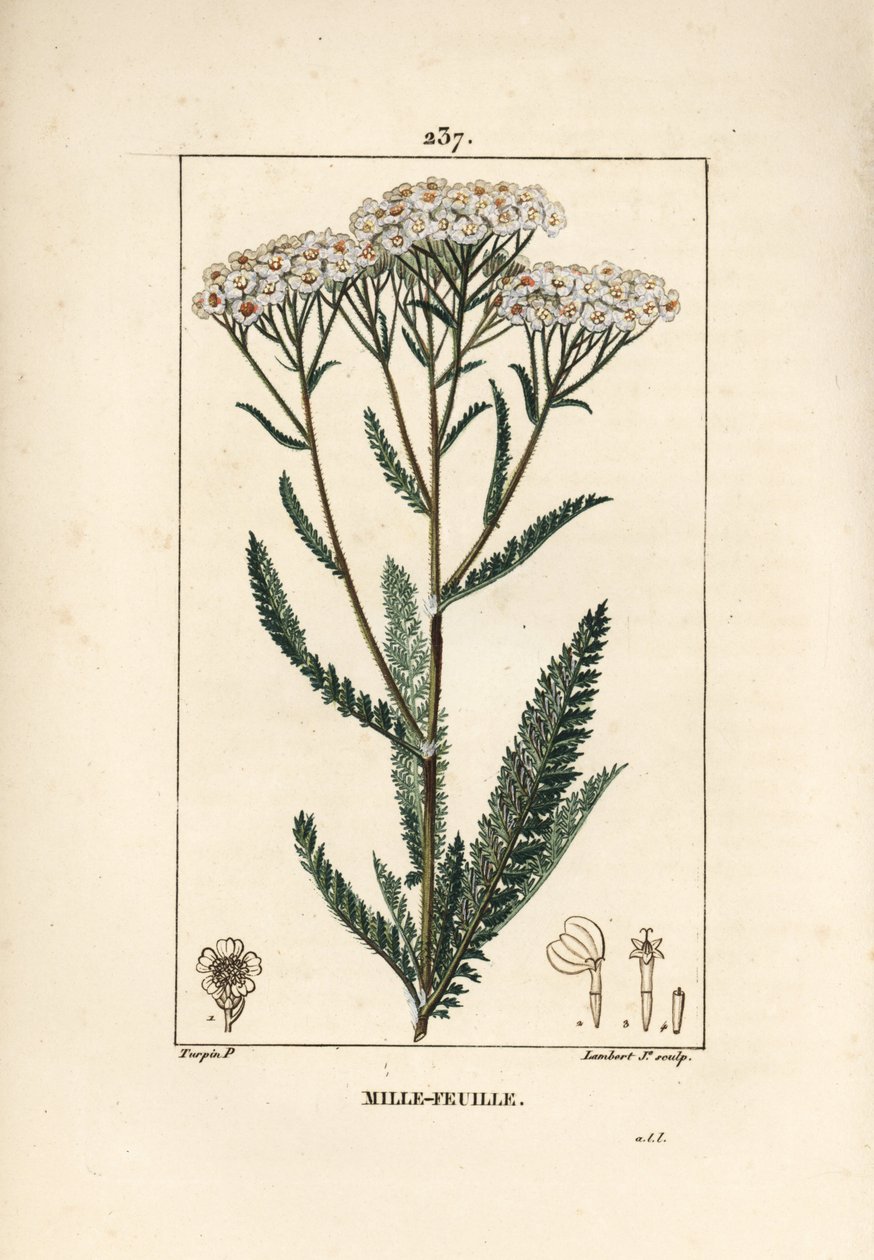Krwawnik Achillee - Krwawnik pospolity, Achillea millefolium. Ręcznie barwiony miedzioryt kropkowany autorstwa Lamberta Juniora na podstawie rysunku Pierre Jean-Francois Turpin z Chaumeton, Poiret and Chamberet „La Flore Medicale”, Paryż, Panckoucke autorstwa Pierre Jean Francois Turpin
