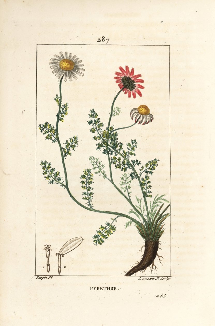 Afrykański Pyrethrum - Pellitory of Spain, Anthemis pyrethrum (Anacyclus pyethrum) z kwiatami, liśćmi, łodygą i korzeniami. Ręcznie barwiony miedzioryt kropkowany autorstwa Lamberta Juniora na podstawie rysunku Pierre Jean-Francois Turpin z Chaumeton, Poir autorstwa Pierre Jean Francois Turpin