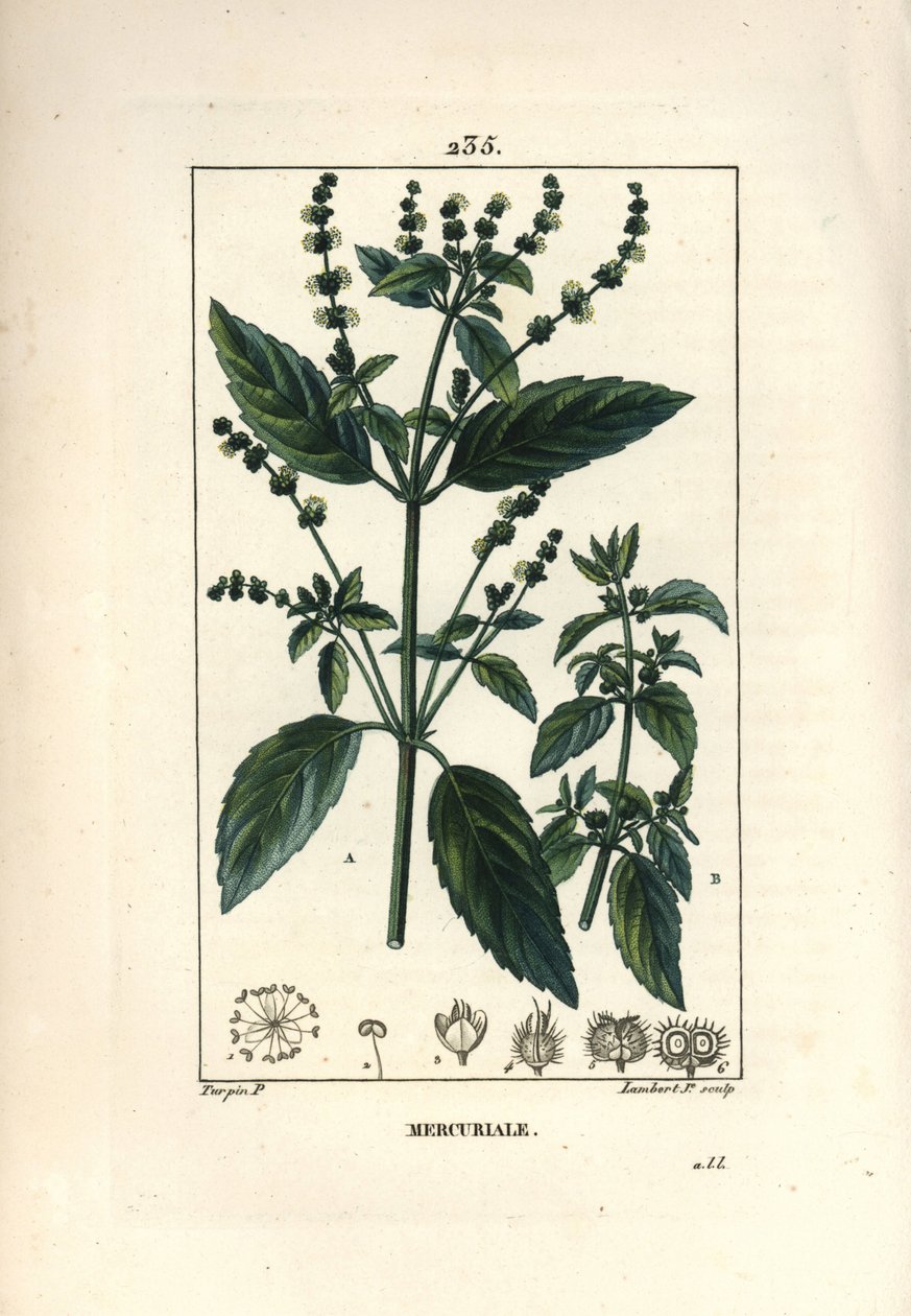 Roczna Mercuriale - Mercurial, Mercurialis annua. Ręcznie barwiony miedzioryt kropkowany autorstwa Lamberta Juniora na podstawie rysunku Pierre Jean-Francois Turpin z Chaumeton, Poiret and Chamberet „La Flore Medicale”, Paryż, Panckoucke autorstwa Pierre Jean Francois Turpin