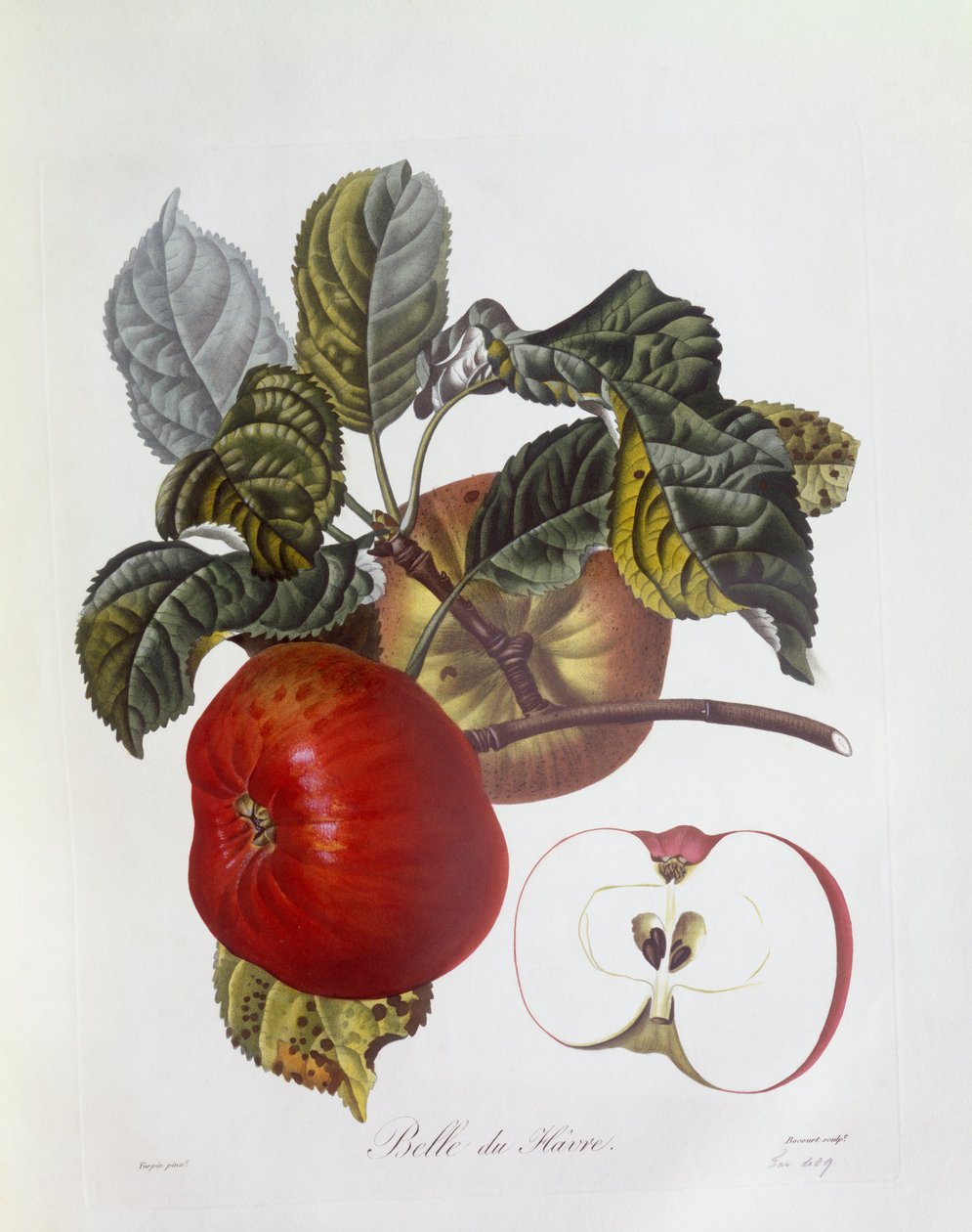 Jabłko „Belle du Havre”, Henry Louis Duhamel du Monceau, płyta botaniczna – Pierre Jean Francois Turpin autorstwa Pierre Jean Francois Turpin