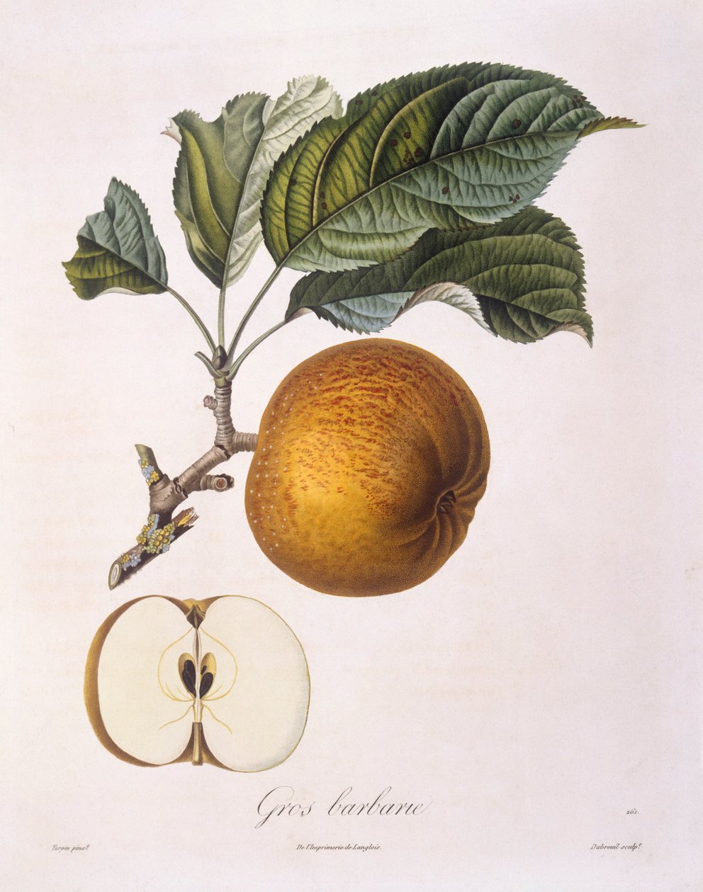 Jabłko „Gros barbarie” Henry Louis Duhamel du Monceau, talerz botaniczny, Pierre Jean Francois Turpin autorstwa Pierre Jean Francois Turpin