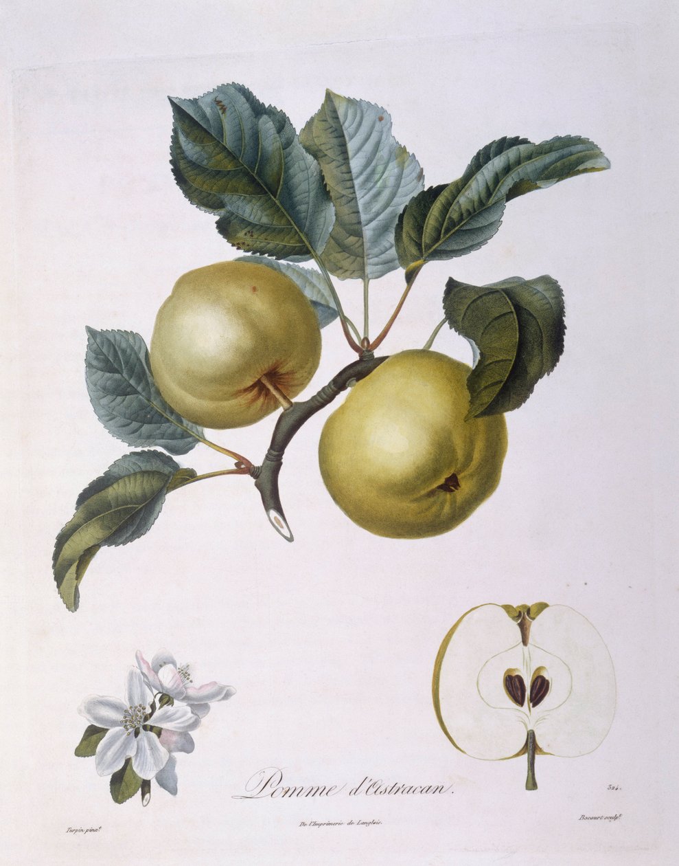 Jabłko „Pomme d