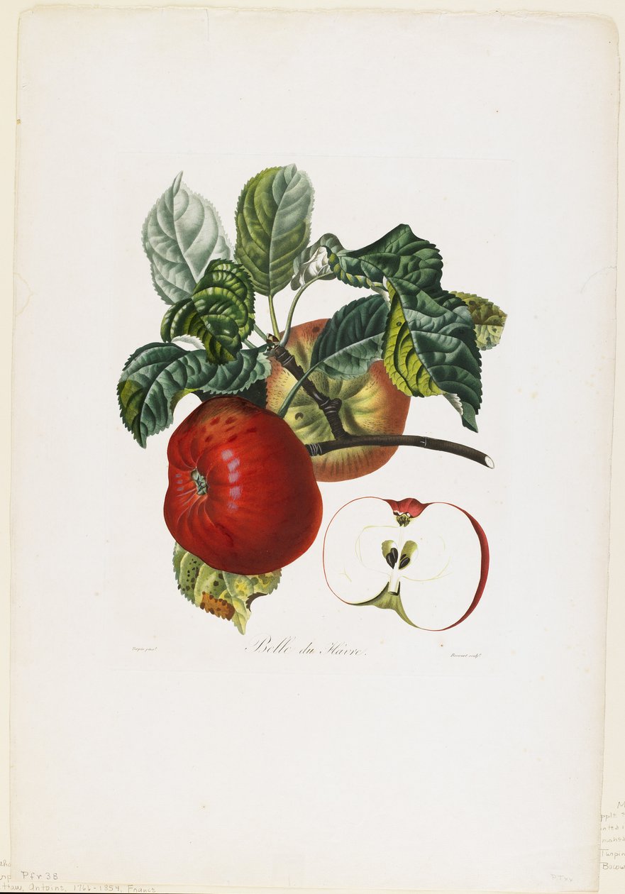 Belle de Havre (jabłko), z Traite des Arbres Fruitiers, 1807-35 (ręcznie kolorowane kropkowane grawerowanie) autorstwa Pierre Jean Francois Turpin