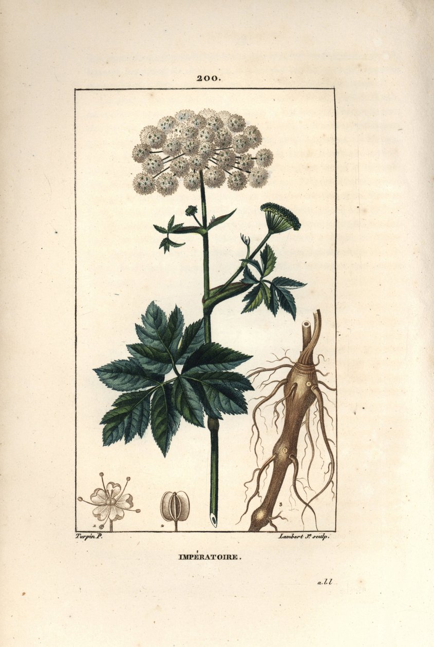 Benzoina lub imperatoire - Masterwort, Imperatoria ostruthium, z kwiatem, liściem i korzeniem. Ręcznie barwiony miedzioryt kropkowany autorstwa Lamberta Juniora z rysunku Pierre Jean-Francois Turpin z Chaumeton, Poiret i Chamberet „La Flore Medicale”, autorstwa Pierre Jean Francois Turpin