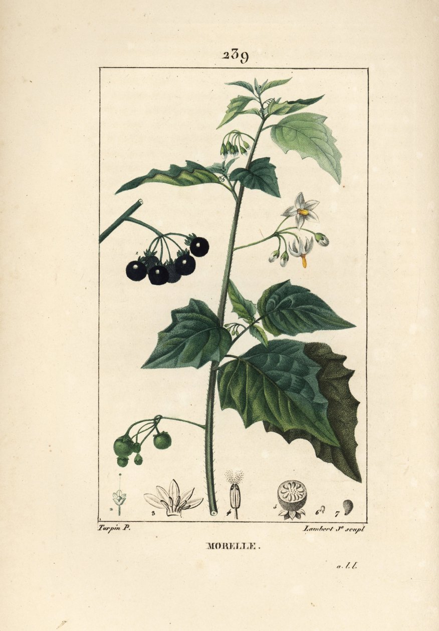 Czarna wilcza jagoda, zabójca psów lub wilcza jagoda - Czarna wilcza jagoda, Solanum nigrum. Ręcznie barwiony miedzioryt kropkowany autorstwa Lamberta Juniora na podstawie rysunku Pierre