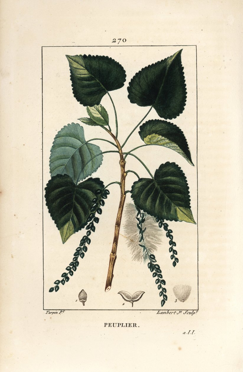 Topola czarna, Populus nigra, z liściem, szypułką i nasionami. Ręcznie barwiony miedzioryt kropkowany autorstwa Lamberta Juniora na podstawie rysunku Pierre Jean-Francois Turpin z Chaumeton, Poiret and Chamberet „La Flore Medicale”, Paryż, Panckoucke autorstwa Pierre Jean Francois Turpin