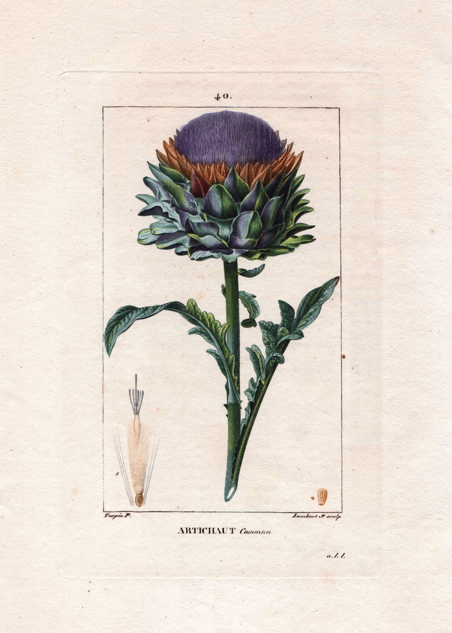 Botaniczny: karczoch - roślina karczocha, liście i kwiat, Cynara cardunculus. Ręcznie barwiony miedzioryt punktowany wykonany przez Lamberta na podstawie rysunku Pierre