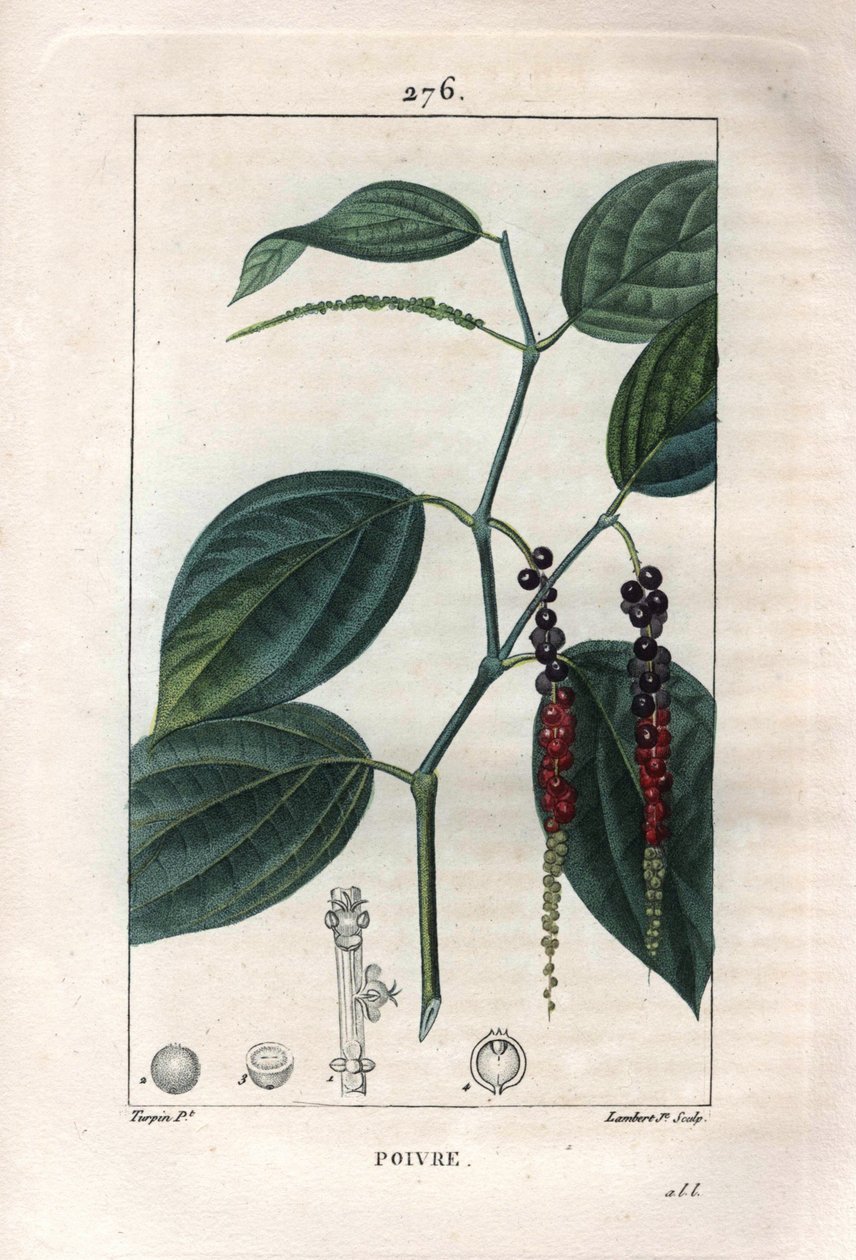 Botaniczny: pieprz czarny - Pieprz czarny z liśćmi i ziarnami pieprzu, Piper nigrum. Ręcznie barwiony miedzioryt punktowany wykonany przez Lamberta na podstawie rysunku Pierre Jean-Francois Turpin z Chaumeton, Poiret et Chamberet „La Flore Medicale”, Paryż autorstwa Pierre Jean Francois Turpin