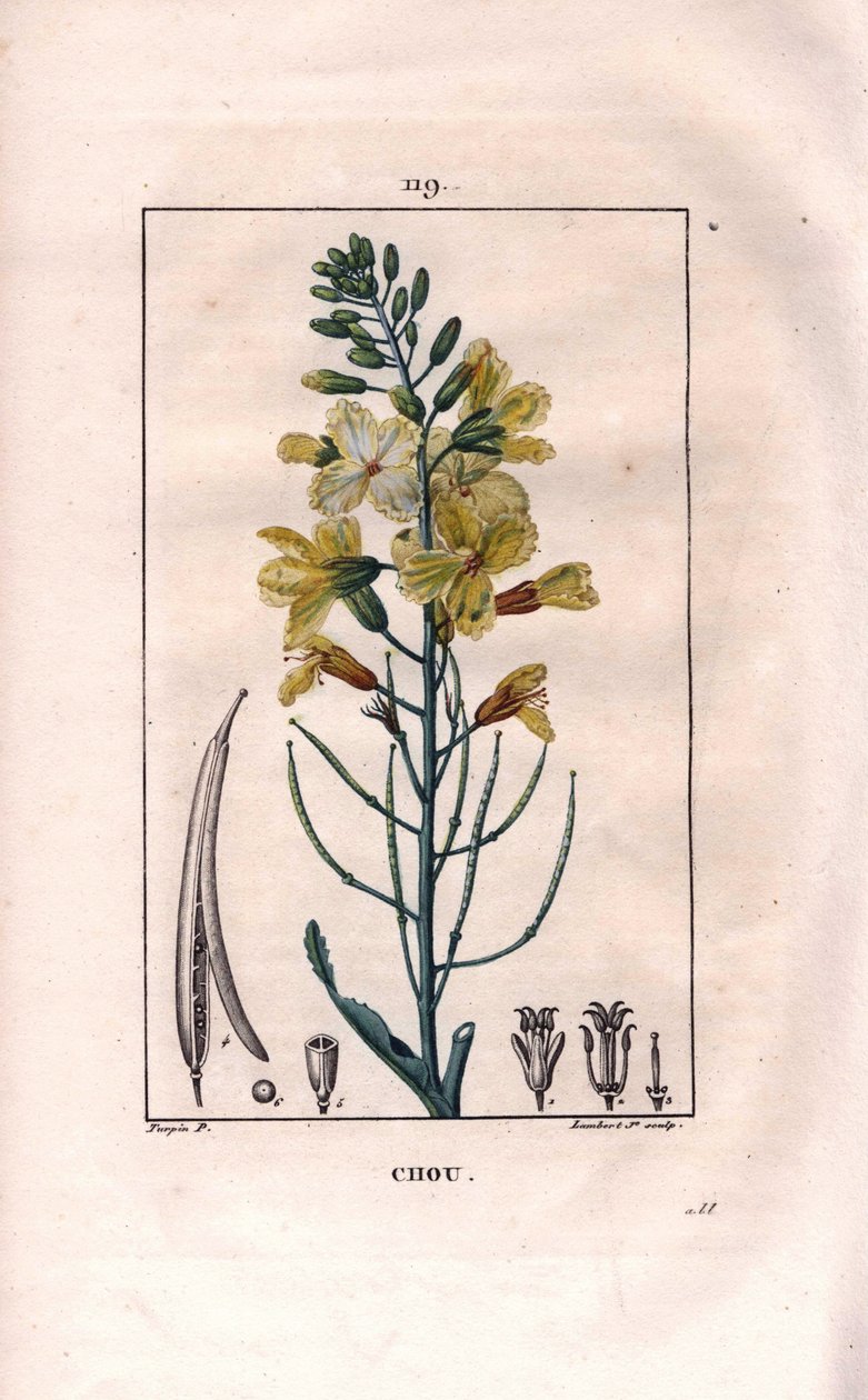 Botaniczny: kwiat kapusty - kwiat kapusty, Brassica oleracea. Ręcznie barwiony miedzioryt kropkowany autorstwa Lamberta na podstawie rysunku Pierre
