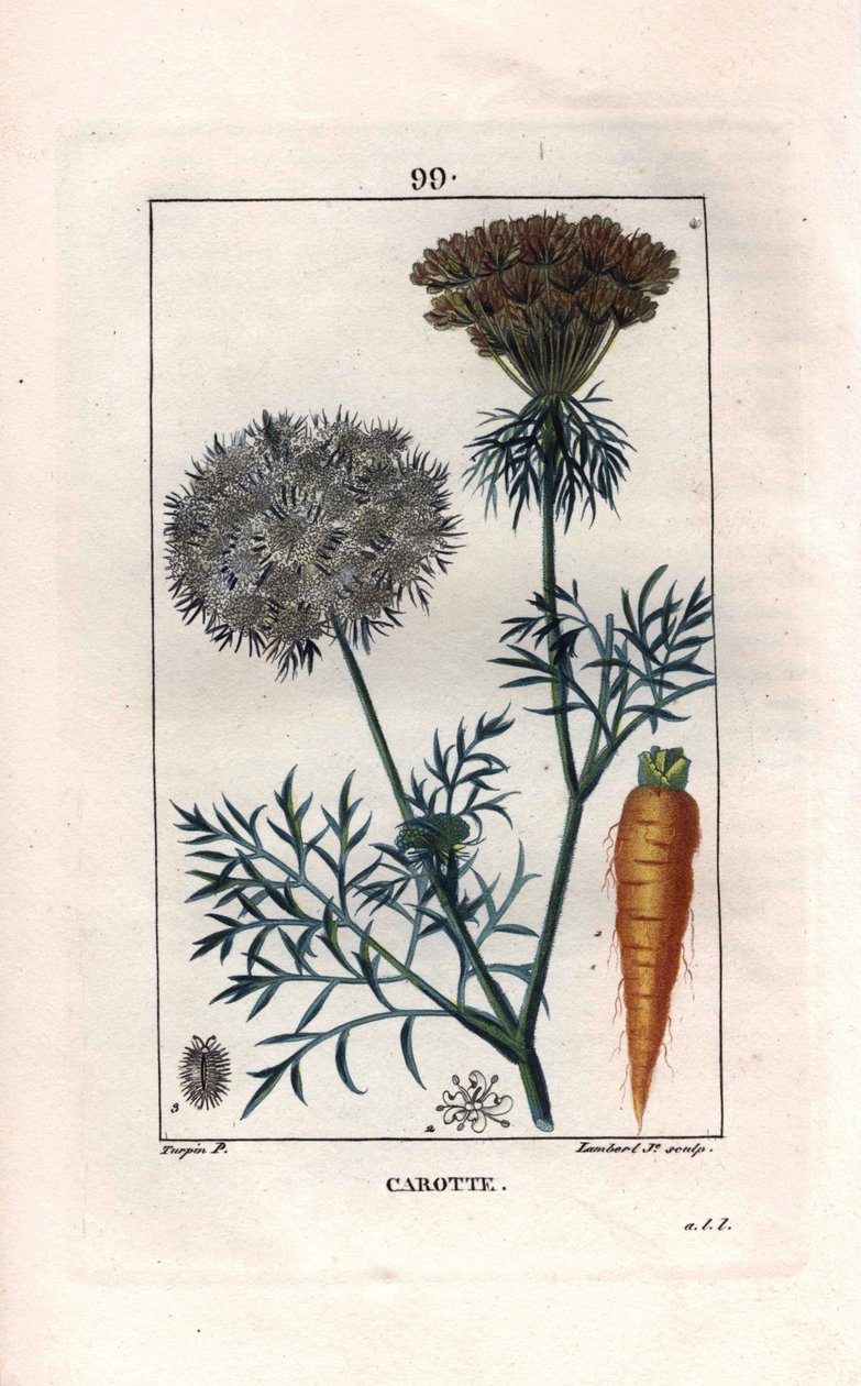 Botaniczny: marchew - korzeń i kwiat marchwi, Daucus carota. Ręcznie barwiony miedzioryt punktowany wykonany przez Lamberta na podstawie rysunku Pierre Jean-Francois Turpin z Chaumeton, Poiret et Chamberet „La Flore Medicale”, Paryż, Panckoucke autorstwa Pierre Jean Francois Turpin