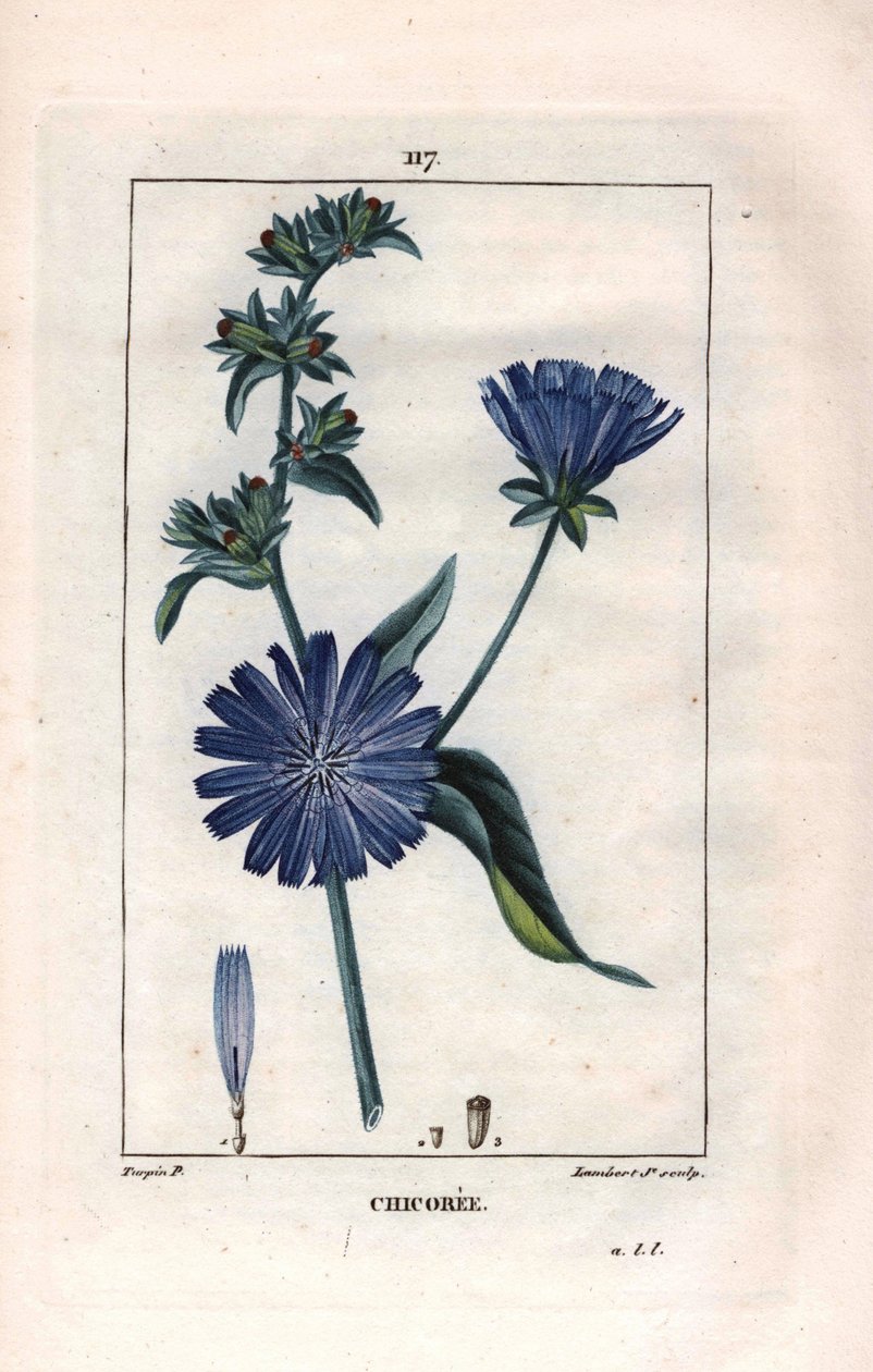 Botaniczny: chikora z kwiatem - Roślina i kwiat cykorii, Cichorium intybus. Ręcznie barwiony miedzioryt punktowany wykonany przez Lamberta na podstawie rysunku Pierre Jean-Francois Turpin z Chaumeton, Poiret et Chamberet „La Flore Medicale”, Paryż, Panckou autorstwa Pierre Jean Francois Turpin