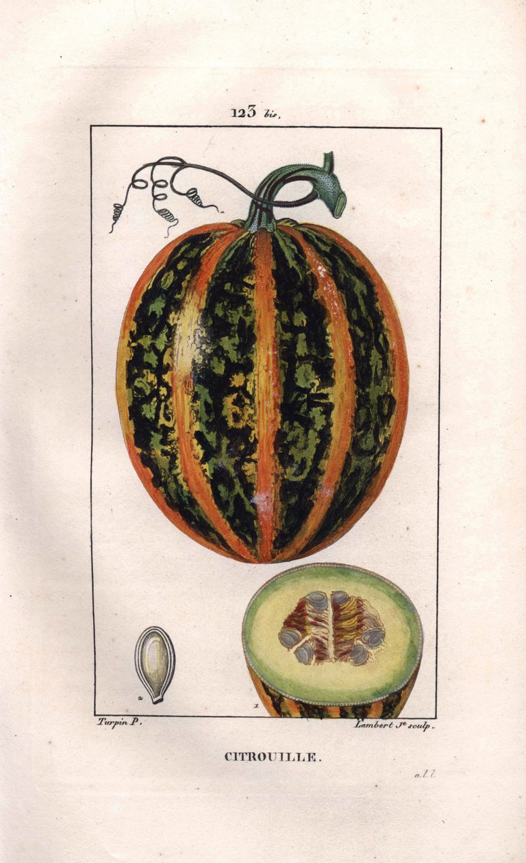 Botaniczny: dynia - Dynia, nasiona i przekrój owoców, dynia, Cucurbita pepo. Ręcznie barwiony miedzioryt kropkowany autorstwa Lamberta na podstawie rysunku Pierre