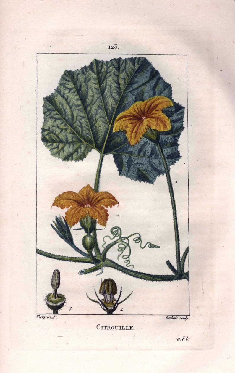 Botaniczny: kwiat dyni - kwiat dyni, liść i winorośl, dynia, Cucurbita pepo. Ręcznie barwiony miedzioryt punktowany wykonany przez Lamberta na podstawie rysunku Pierre