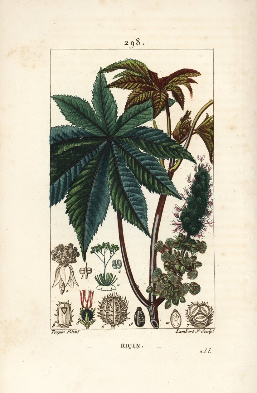 Olej rycynowy lub rącznik pospolity, Ricinus communis (Ricinus vulgaris), z liściem, kwiatem, łodygą i nasionami. Ręcznie barwiony miedzioryt kropkowany autorstwa Lamberta Juniora na podstawie rysunku Pierre