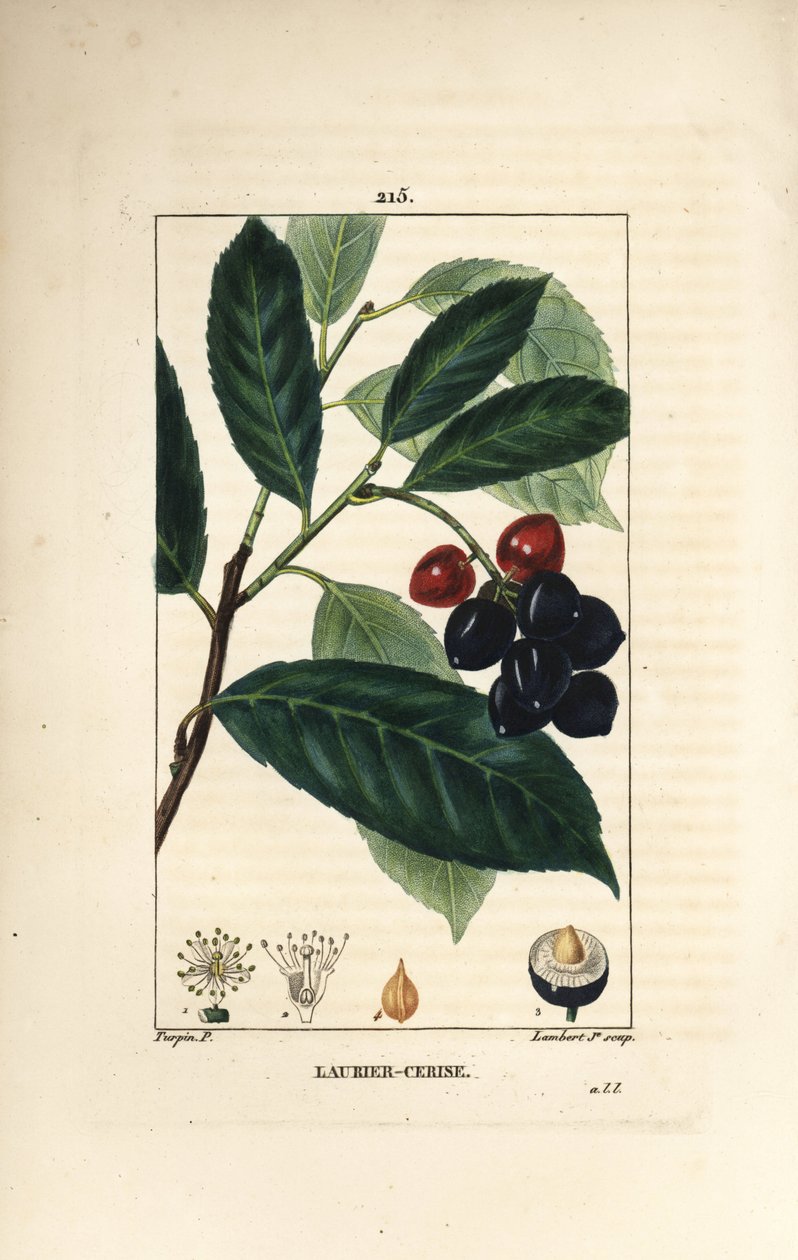 Wawrzyn czereśniowy - Wawrzyn czereśniowy, Prunus laurocerasus, z liśćmi, owocami i nasionami. Ręcznie barwiony miedzioryt kropkowany autorstwa Lamberta Juniora na podstawie rysunku Pierre