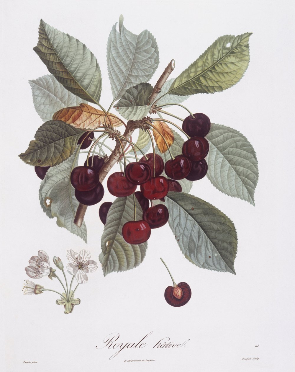 Wiśnia (Prunus avium), Henry Louis Duhamel du Monceau, płyta botaniczna autorstwa Pierre Jean Francois Turpin autorstwa Pierre Jean Francois Turpin