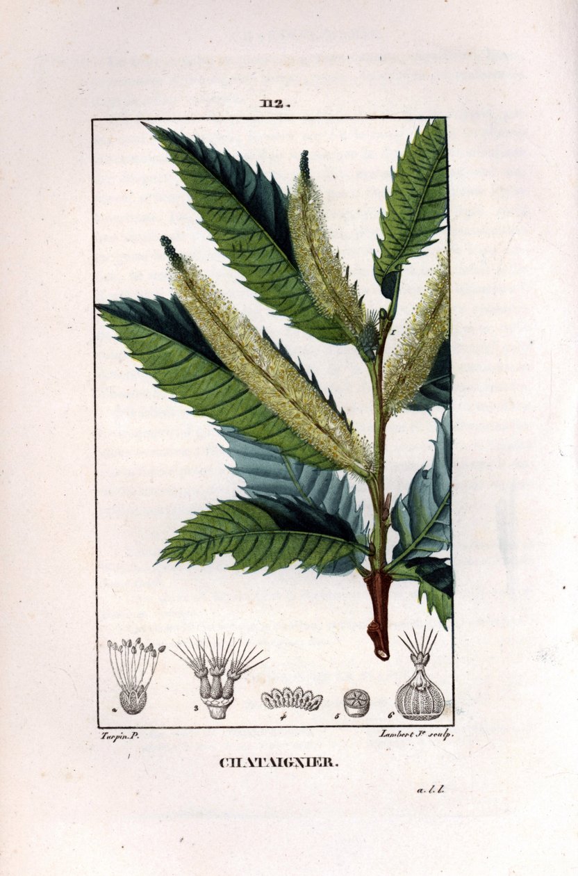 Gałąź kasztanowca - Kasztanowiec pospolity, Castanea sylvestris. Ręcznie barwiony miedzioryt kropkowany autorstwa Lamberta Juniora na podstawie rysunku Pierre Jean-Francois Turpin z Chaumeton, „La Flore Medicale” Poiret et Chamberet, Paryż, Panckoucke autorstwa Pierre Jean Francois Turpin