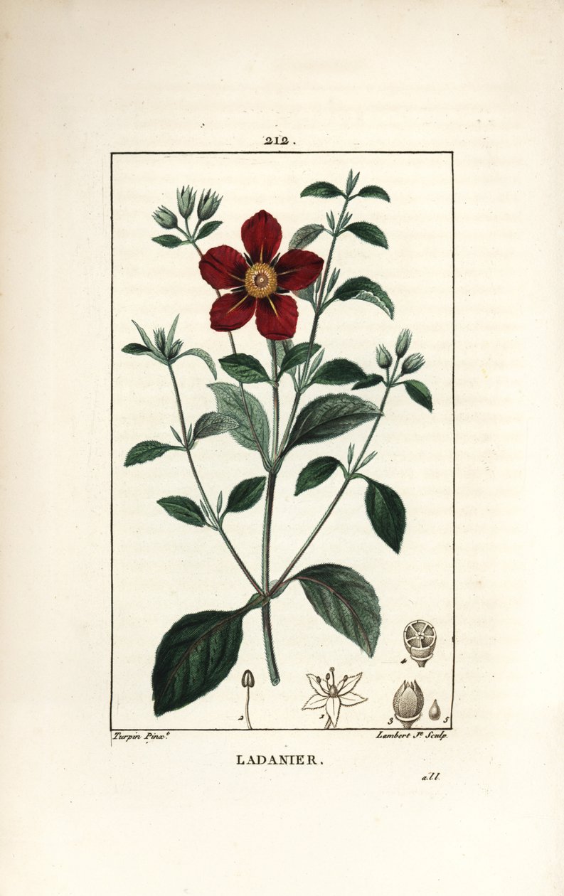 Czystek Krety - Cistus dziąseł, Cistus creticus. Ręcznie barwiony miedzioryt kropkowany autorstwa Lamberta Juniora na podstawie rysunku Pierre Jean-Francois Turpin z Chaumeton, Poiret and Chamberet „La Flore Medicale”, Paryż, Panckoucke autorstwa Pierre Jean Francois Turpin