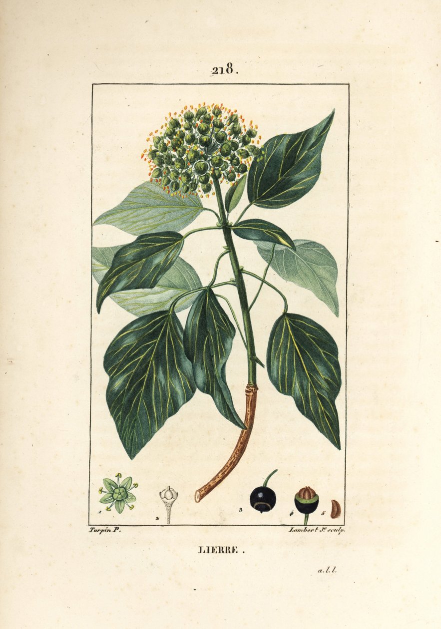Bluszcz pnący - bluszcz pospolity, Hedera helix. Ręcznie barwiony miedzioryt kropkowany autorstwa Lamberta Juniora na podstawie rysunku Pierre Jean-Francois Turpin z Chaumeton, Poiret and Chamberet „La Flore Medicale”, Paryż, Panckoucke autorstwa Pierre Jean Francois Turpin