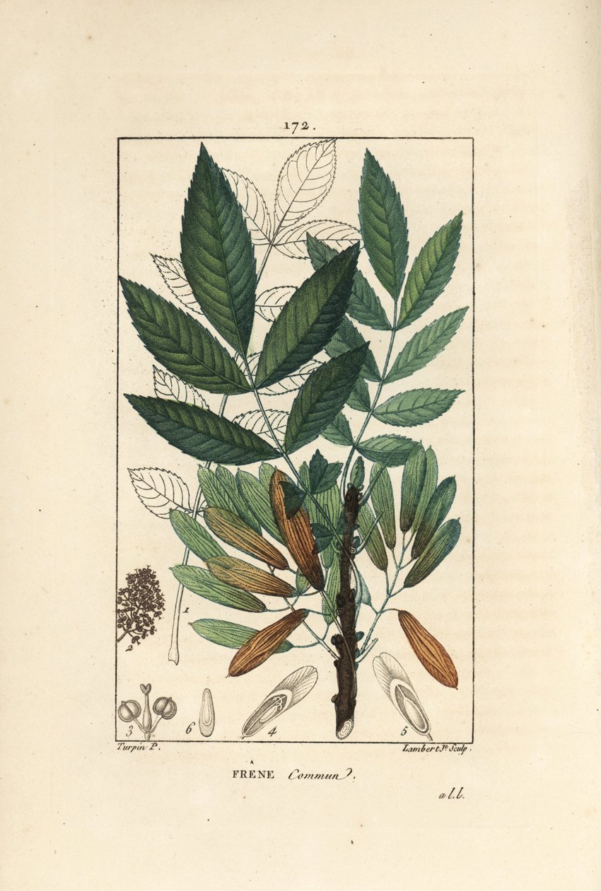 Jesion wyniosły lub jesion jedenasty - Jesion, Fraxinus excelsior, ukazujący w zarysie gałąź, liście, nasiona i liść. Ręcznie barwiony miedzioryt kropkowany autorstwa Lamberta Juniora na podstawie rysunku Pierre