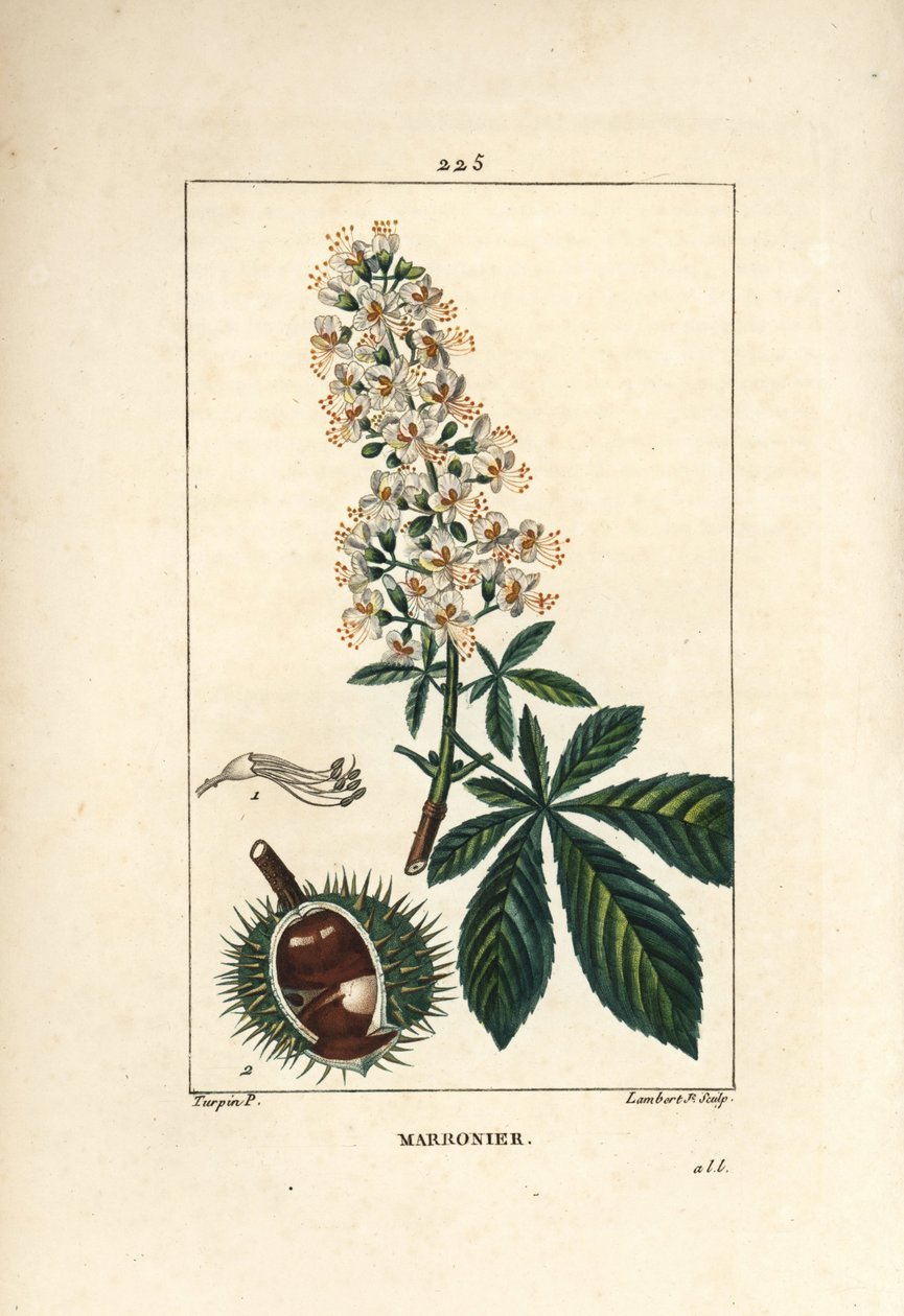 Kasztanowiec zwyczajny, kasztanowiec lub kasztan biały - kasztanowiec zwyczajny, Aesculus hippocastanum. Ręcznie barwiony miedzioryt kropkowany autorstwa Lamberta Juniora na podstawie rysunku Pierre Jean-Francois Turpin z Chaumeton, Poiret and Chamberet „L autorstwa Pierre Jean Francois Turpin