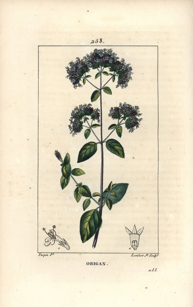 Oregano pospolite, zwane także dzikim majerankiem - Oregano lub dzikim majerankiem, Origanum vulgare, o kwiatach, liściach, szypułkach i nasionach. Ręcznie barwiony miedzioryt kropkowany autorstwa Lamberta Juniora na podstawie rysunku Pierre Jean-Francois  autorstwa Pierre Jean Francois Turpin