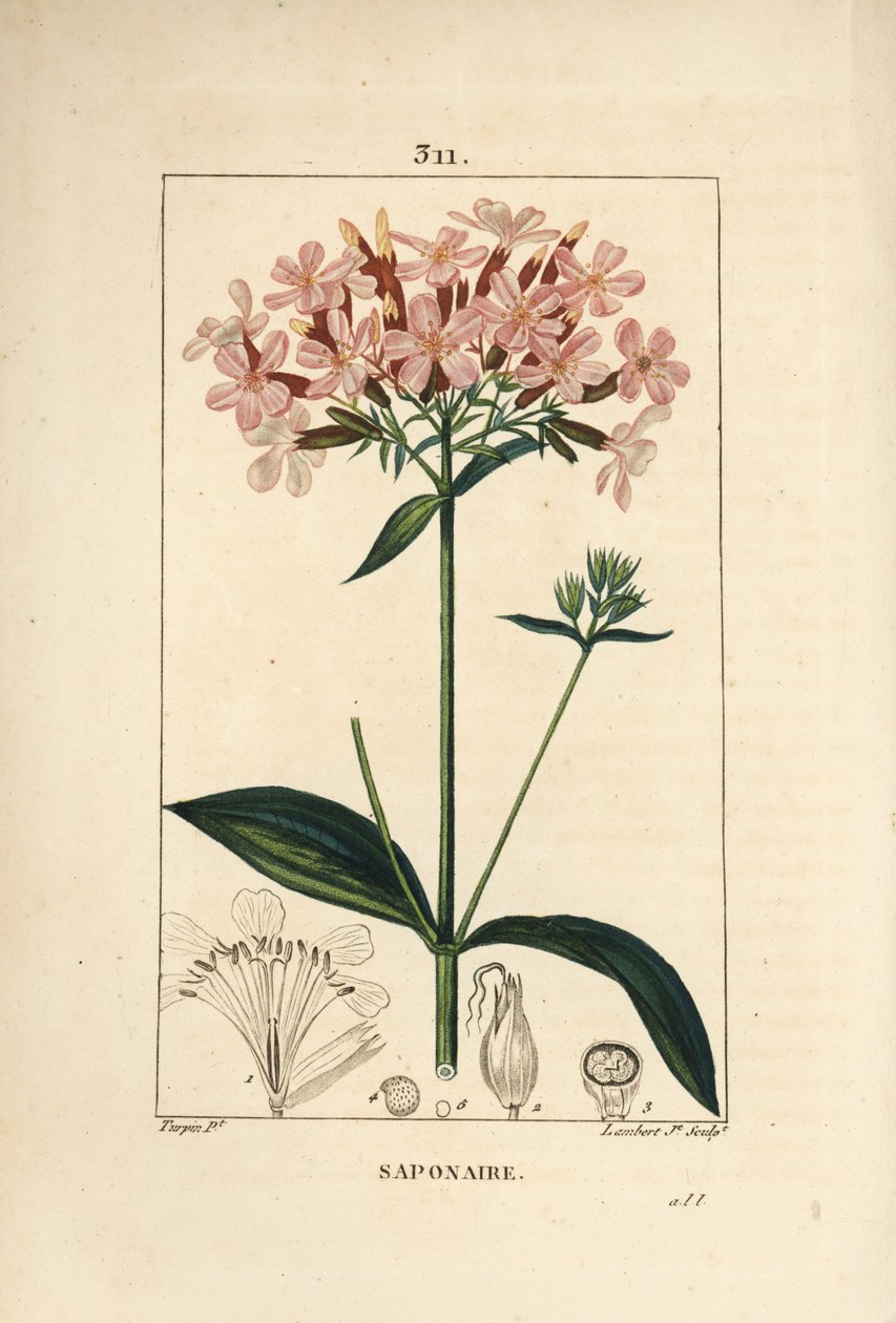 Mydlnica lekarska, Saponaria officinalis, o kwiatach, liściach, łodygach i nasionach. Ręcznie barwiony miedzioryt kropkowany autorstwa Lamberta Juniora na podstawie rysunku Pierre Jean-Francois Turpin z Chaumeton, Poiret and Chamberet „La Flore Medicale”,  autorstwa Pierre Jean Francois Turpin