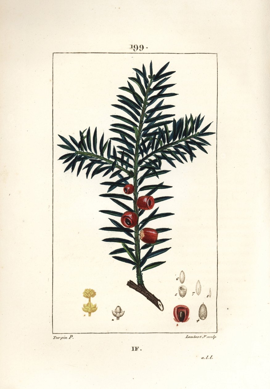 Cis pospolity lub cis jagodowy - Cis, Taxus baccata. Ręcznie barwiony miedzioryt kropkowany autorstwa Lamberta Juniora na podstawie rysunku Pierre Jean-Francois Turpin z Chaumeton, Poiret and Chamberet „La Flore Medicale”, Paryż, Panckoucke autorstwa Pierre Jean Francois Turpin