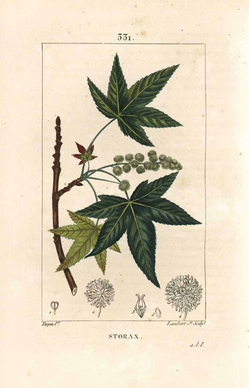 Copalm of America lub Liquidambar - Storax lub płynny bursztyn, Liquidambar styraciflua. Ręcznie barwiony miedzioryt kropkowany autorstwa Lamberta Juniora na podstawie rysunku Pierre
