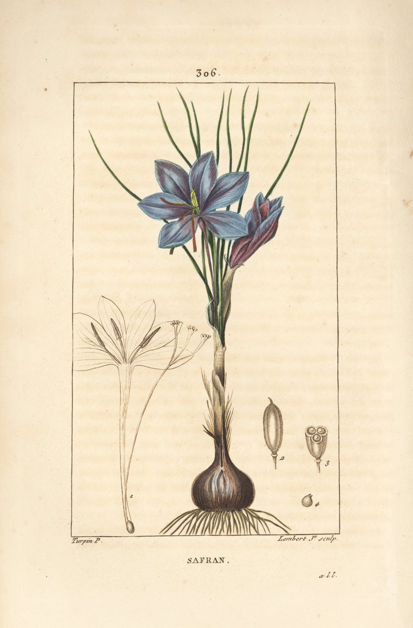 Krokus - Szafran krokus, Crocus sativus, ukazujący kwiat, liść, łodygę, bulwę i znamię. Ręcznie barwiony miedzioryt kropkowany autorstwa Lamberta Juniora na podstawie rysunku Pierre