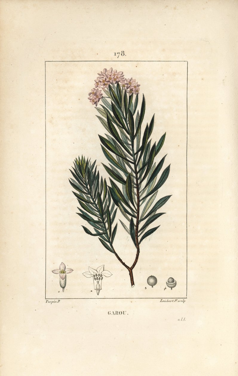 Daphne garou, Thymele lub Saint Bois - len wilczomlecz, Daphne gnidium. Ręcznie barwiony miedzioryt kropkowany autorstwa Lamberta Juniora na podstawie rysunku Pierre Jean-Francois Turpin z Chaumeton, Poiret and Chamberet „La Flore Medicale”, Paryż, Panckou autorstwa Pierre Jean Francois Turpin