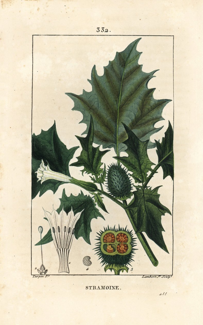 Datura officinal, Stramoine lub jabłko kolczaste - Jabłko Thorn, Loco Weed lub Jimson Weed, Datura Stramonium. Ręcznie barwiony miedzioryt kropkowany autorstwa Lamberta Juniora na podstawie rysunku Pierre