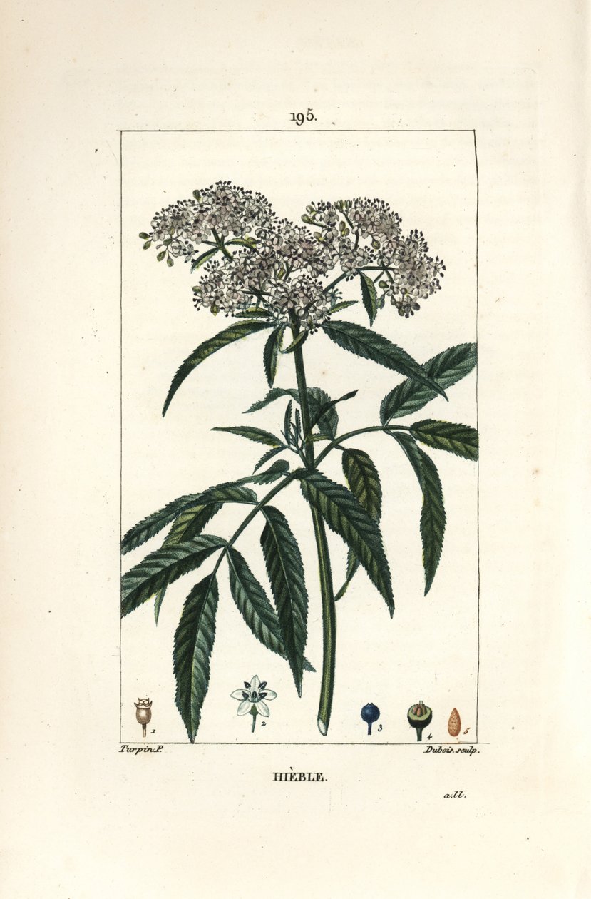 Starszy karłowaty - Starszy karłowaty, Sambucus humilis. Ręcznie barwiony miedzioryt kropkowany autorstwa Lamberta Juniora na podstawie rysunku Pierre Jean-Francois Turpin z Chaumeton, Poiret and Chamberet „La Flore Medicale”, Paryż, Panckoucke autorstwa Pierre Jean Francois Turpin